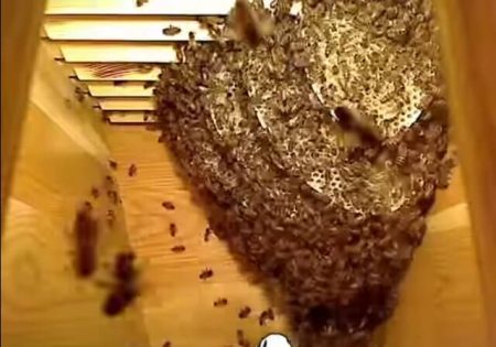 abeille-ruche