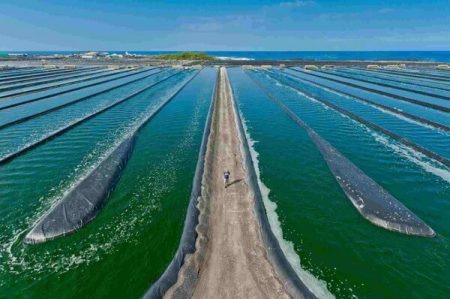 Les avantages du biodiesel aux algues marines biodiesel