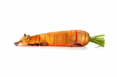 13 animaux photoshoppés en fruits et légumes carotte-renard