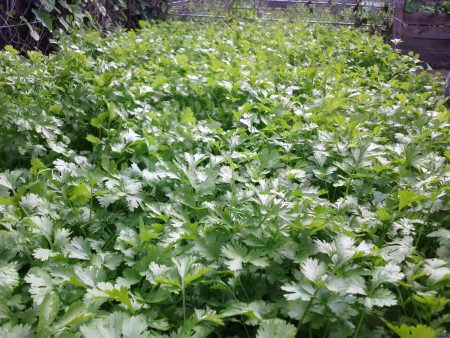 La Coriandre, un bio-absorbant purificateur d’eau coriandre