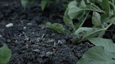 greenpeace-pologne