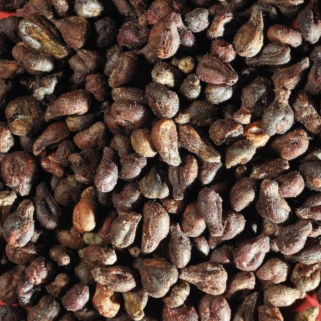 L’huile de pépins de raisin et ses vertus sur notre organisme Pépins de raisins