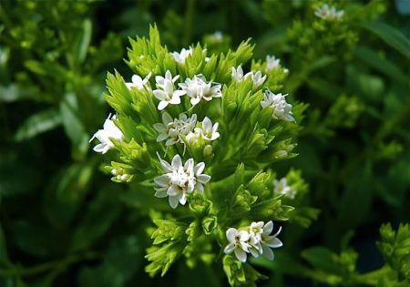 Comment cultiver la Stevia, une plante aux multiples bienfaits stevia-rebaudania
