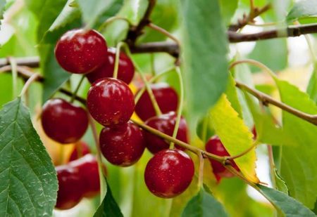 La cerise, un fruit délicieux et bon pour la santé 10-raison-manger-cerises-2