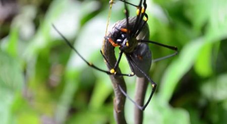Une araignée attaque et dévore un serpent en Australie Araignée attaque serpent Australie