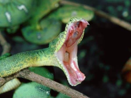 Le saviez-vous? Un cobra peut mordre même décapité cobra-morsure