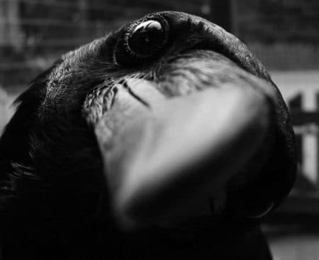 18 faits sur les animaux que vous ignoriez corbeaux-blagues