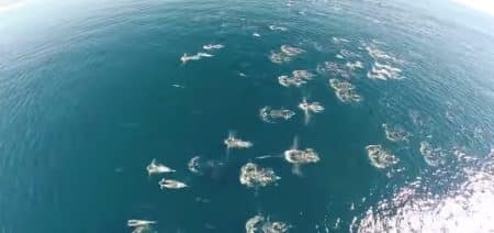 Un drone capture des bancs de dauphins et de baleines dans l’océan drone-baleine-dauphins