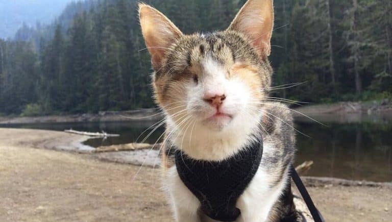 Ils adoptent un chat aveugle et l’emmènent en randonnée