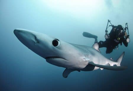 12 photos pour changer d’opinion sur les requins plongeur-requin-bleu