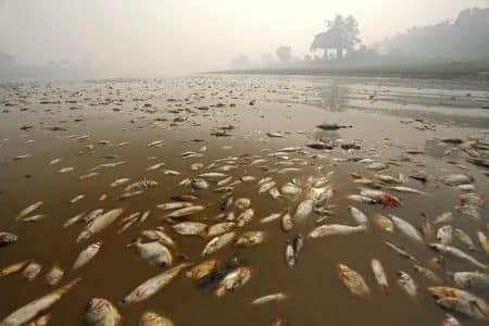 Est-on en train de provoquer la 6ème extinction de masse sur terre? poissons-morts