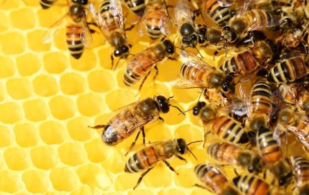 Abeilles écosytème danger