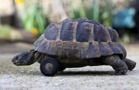 Animaux avec des prothèses, nouvelle vie