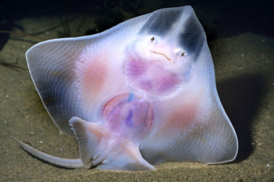 Animaux Transparents
