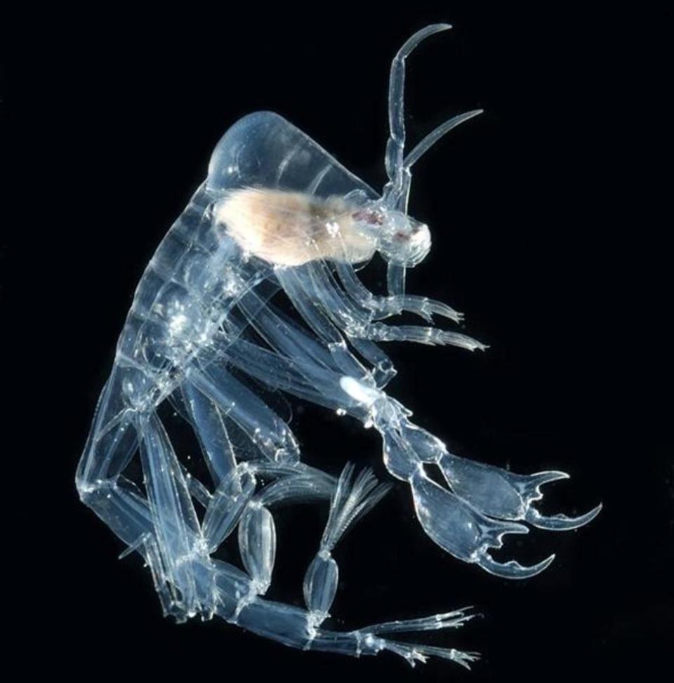 Animaux Transparents
