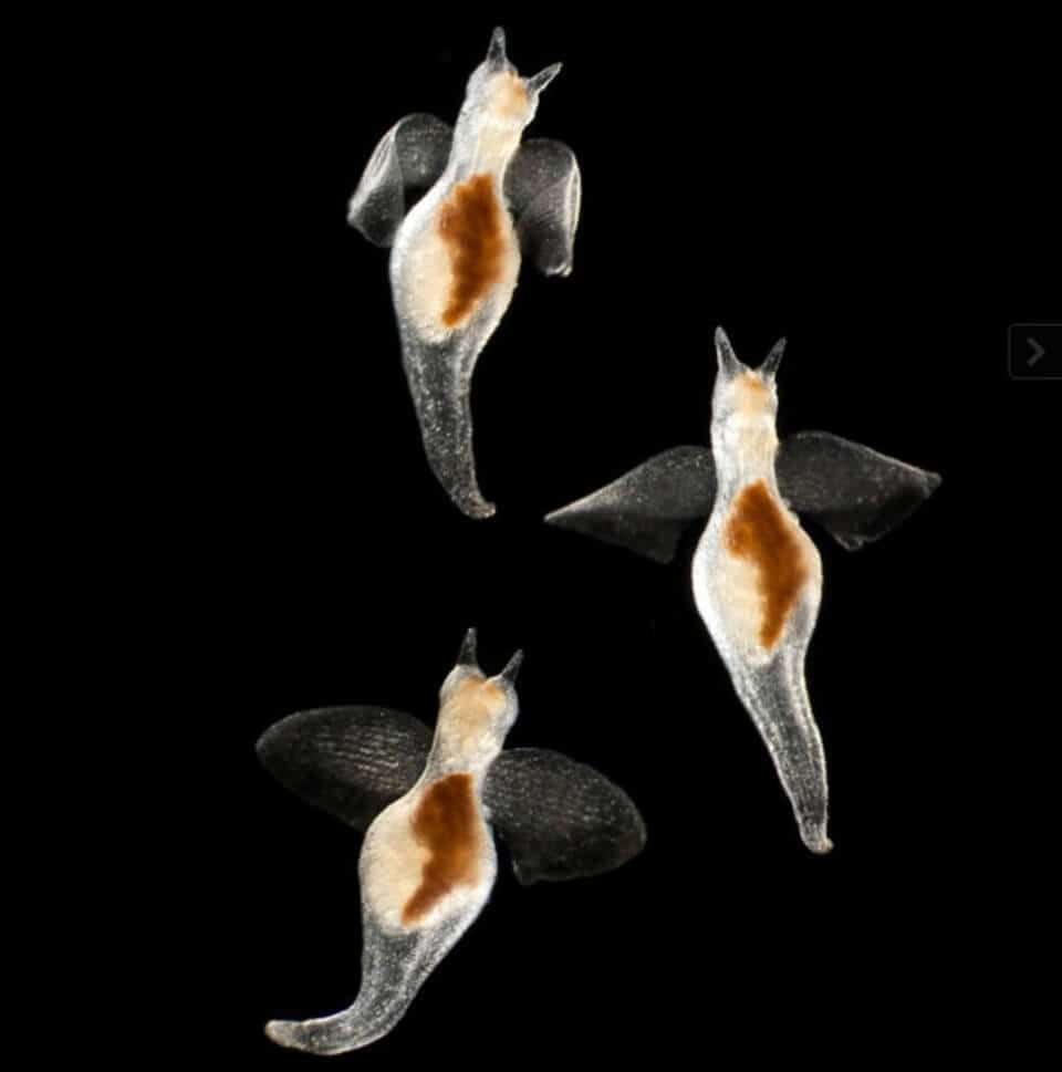 Animaux Transparents