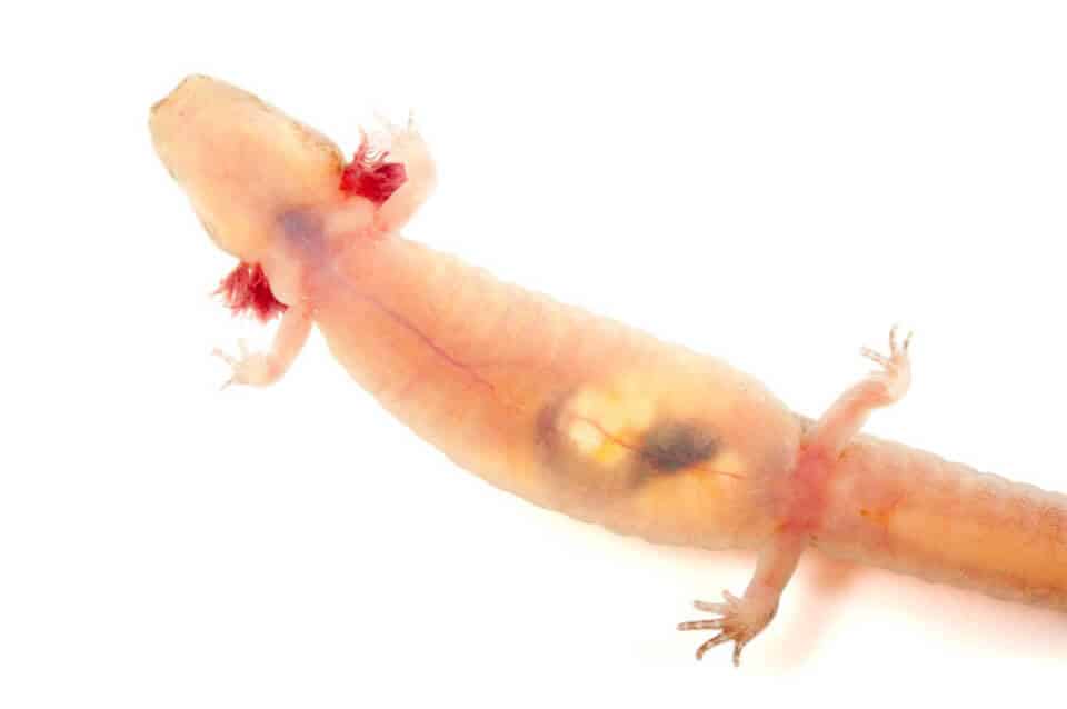 Animaux Transparents