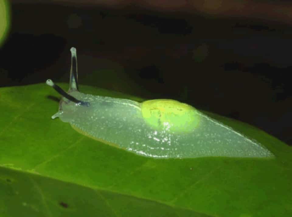 Animaux Transparents
