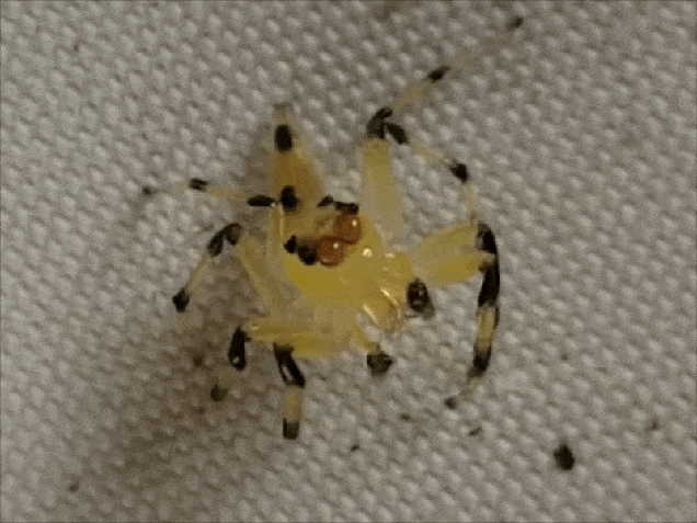 Animaux Transparents