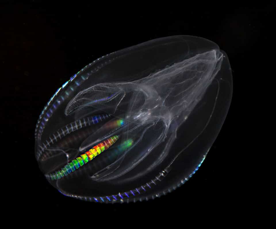Animaux Transparents