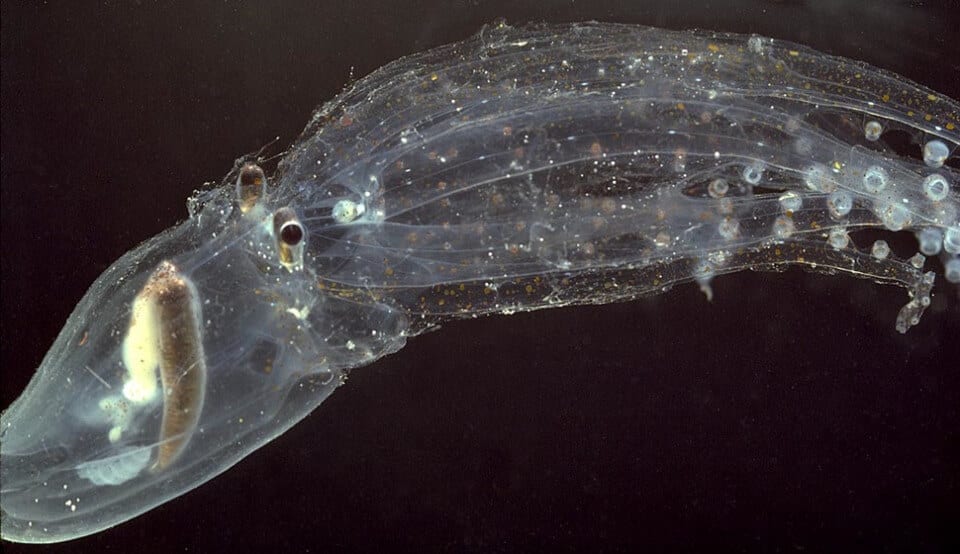 Animaux Transparents