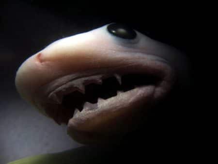 Il sauve 3 bébés requins retenus dans le ventre de leur mère Bébé requins libérés du ventre de leur mère morte