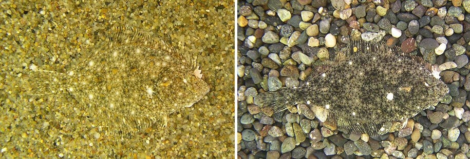 Camouflage animaux photos
