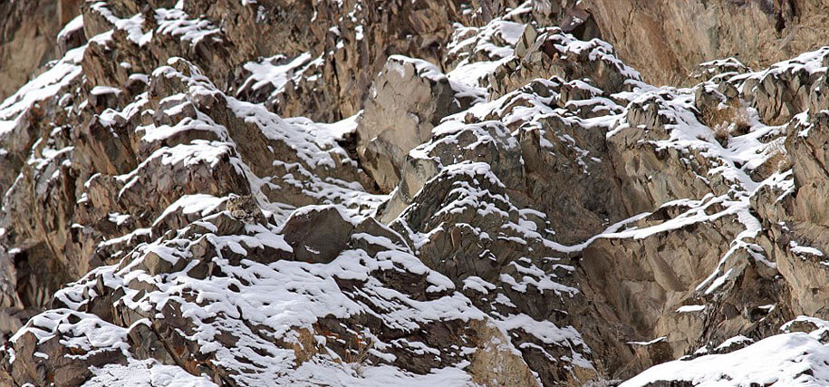 Camouflage animaux photos