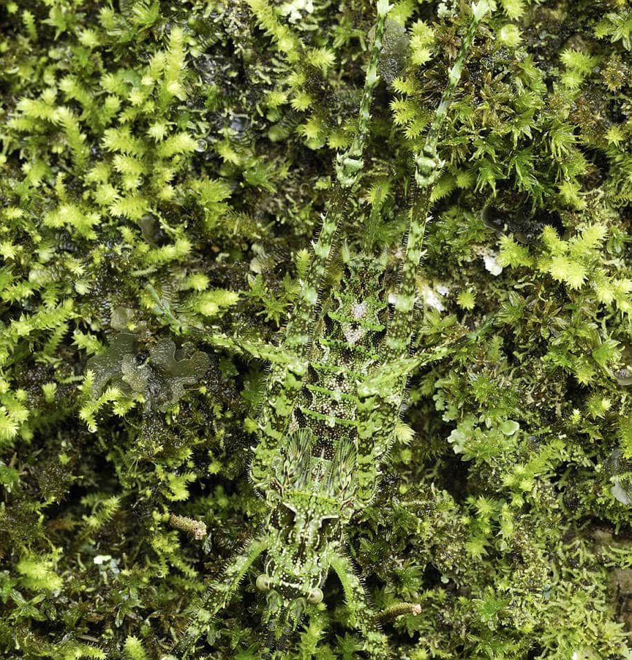 Camouflage animaux photos