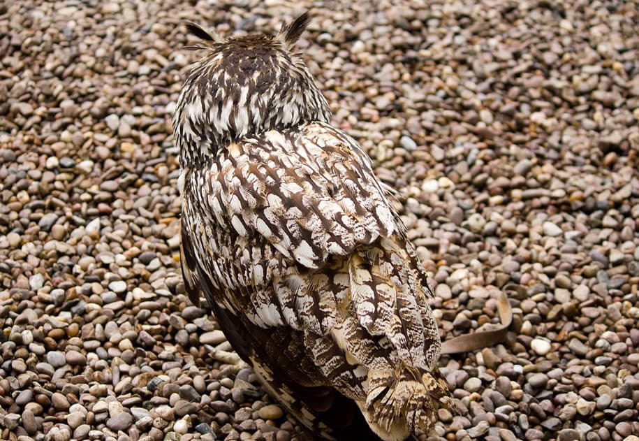 Camouflage animaux photos