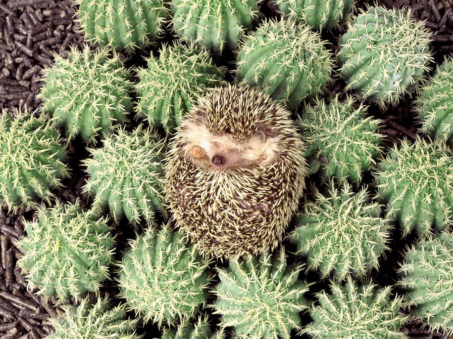 Camouflage animaux photos