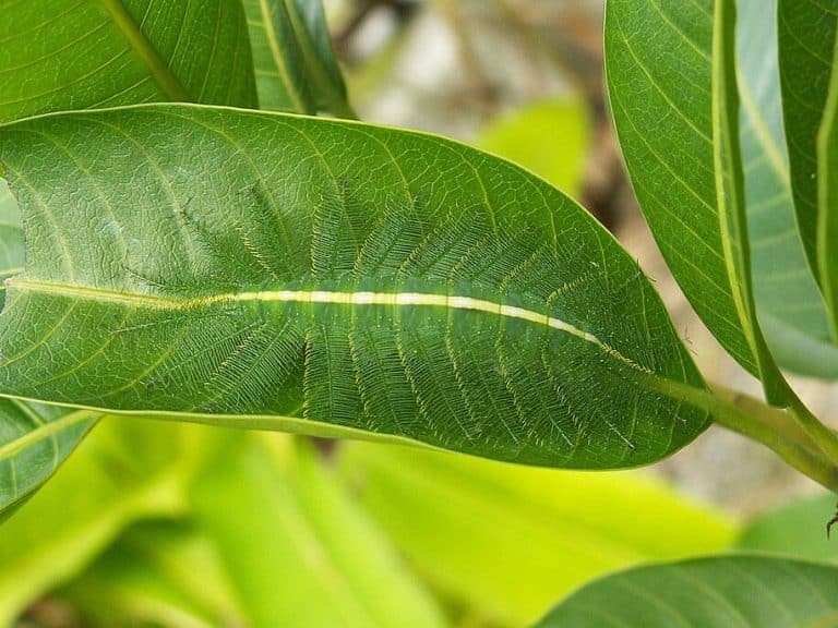 20 photos d&rsquo;animaux rois du camouflage