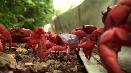Des millions de crabes pullulent en Australie pour se reproduire sur la plage