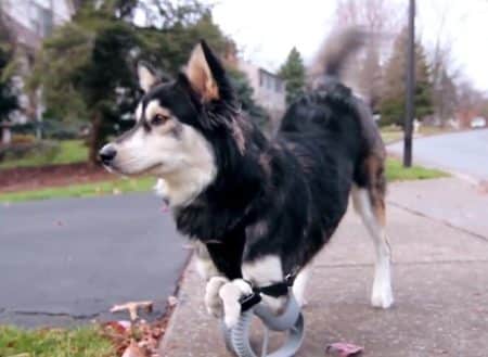 Le chien Derby remarche grâce à des prothèses imprimées en 3D derby-the-dog