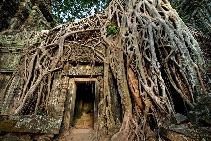 Nature reprend ses droits et gagne son combat contre civilisation