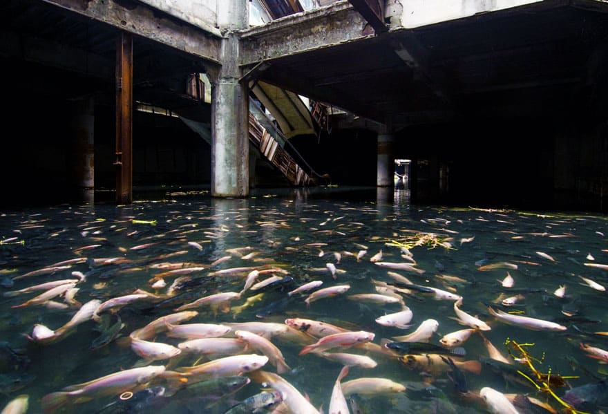 Nature reprend ses droits et gagne son combat contre civilisation