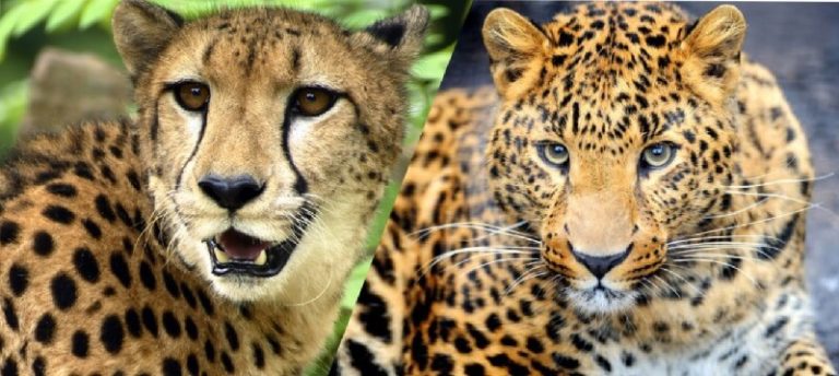 46 animaux que l&rsquo;on confond souvent