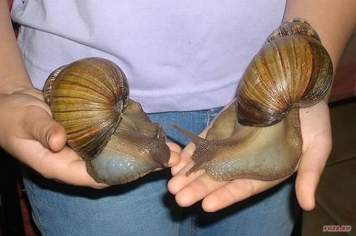 Animaux de taille et de poids incroyables, gros et grands
