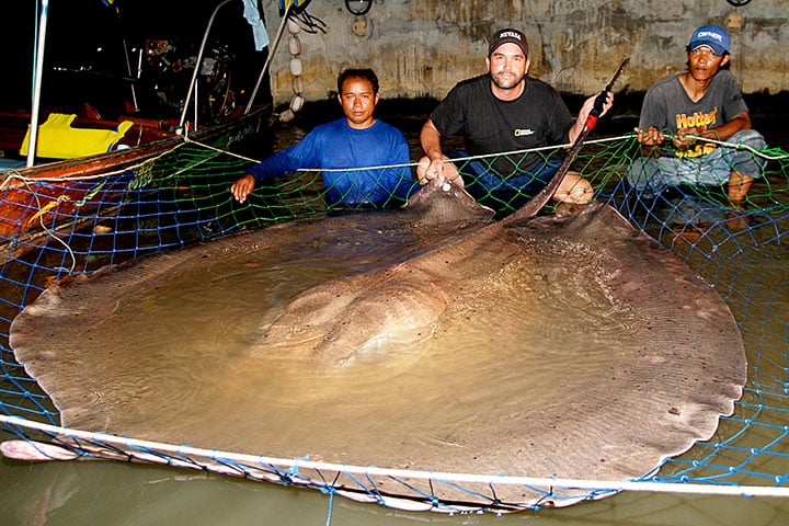 Animaux de taille et de poids incroyables, gros et grands