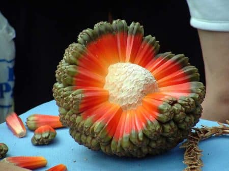 27 fruits et légumes les plus étranges au monde Fruits et légumes étranges
