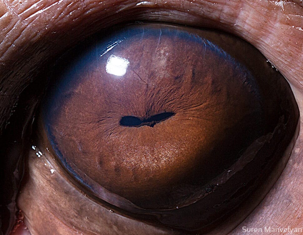 Plus beaux yeux du règne animal