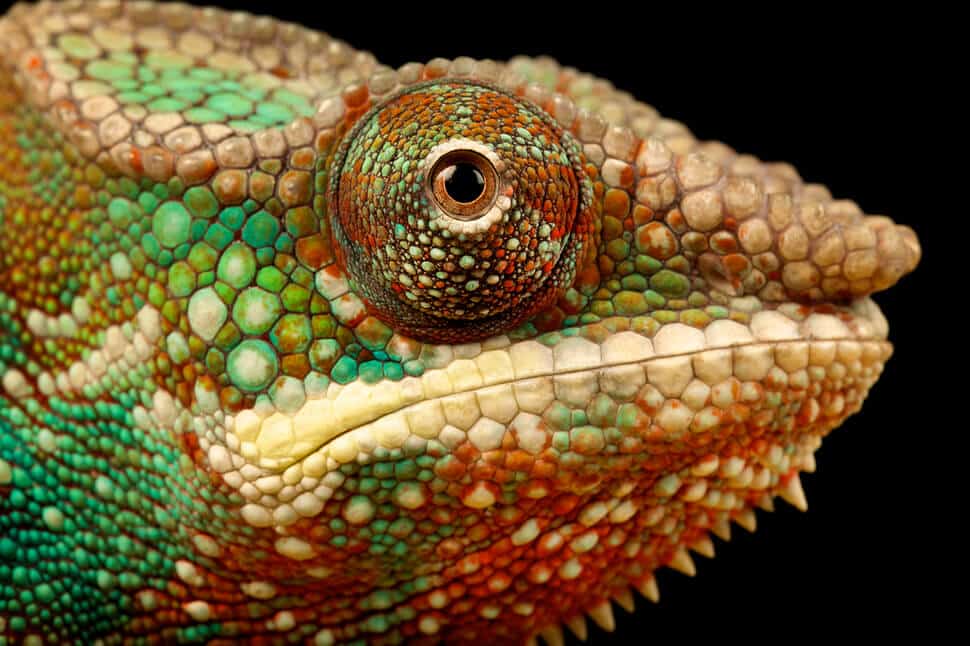 Plus beaux yeux du règne animal
