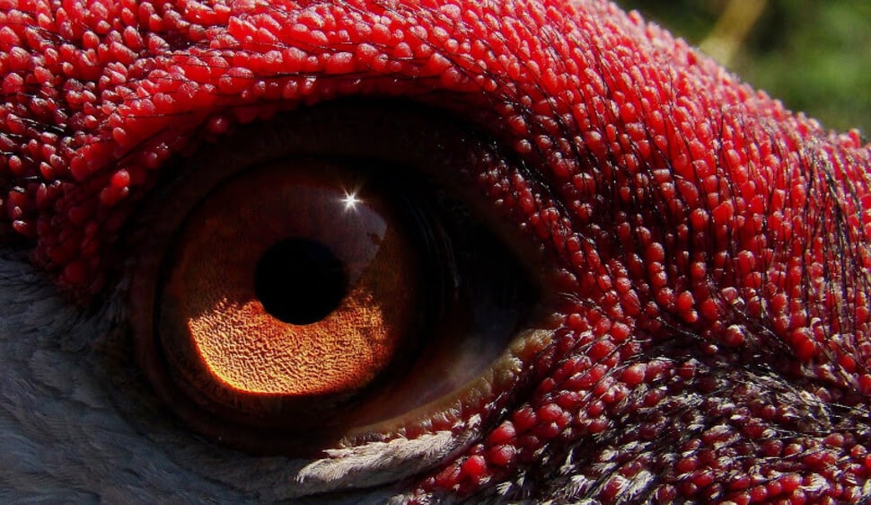 Plus beaux yeux du règne animal