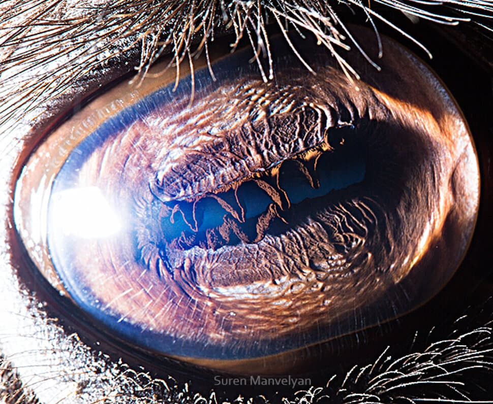 Plus beaux yeux du règne animal