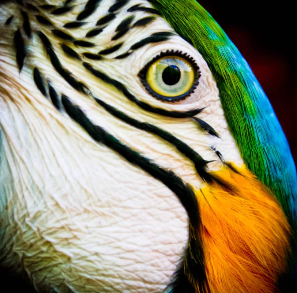 Plus beaux yeux du règne animal