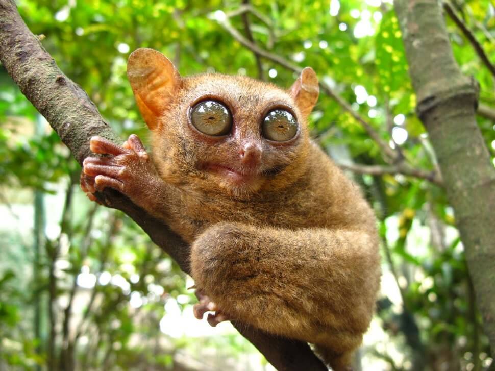 Plus beaux yeux du règne animal