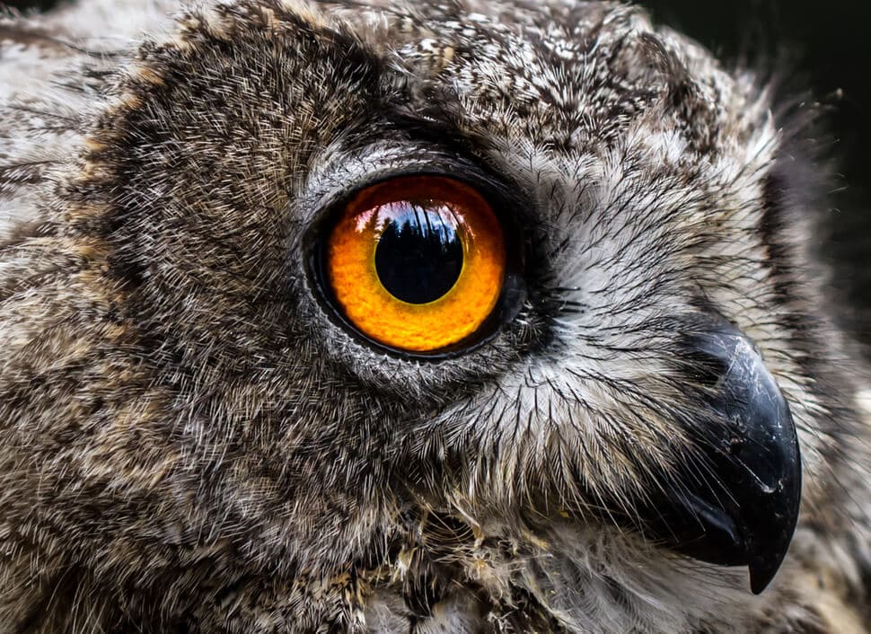 Plus beaux yeux du règne animal