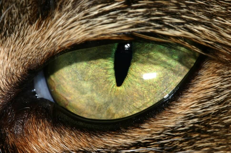 Plus beaux yeux du règne animal