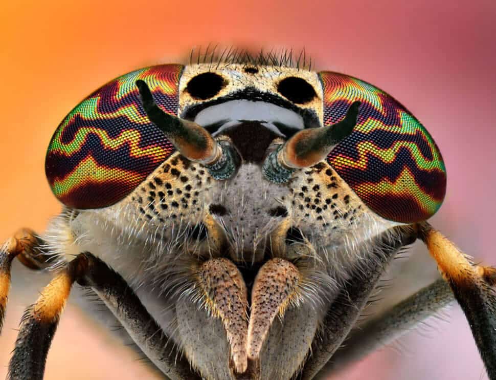Plus beaux yeux du règne animal