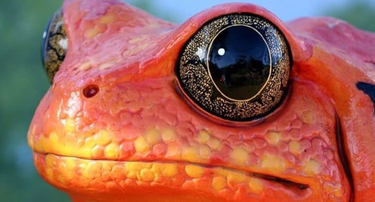 Les plus beaux yeux du règne animal